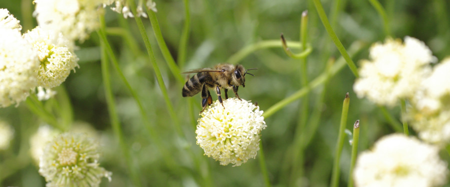 Nahaufnahme einer einzelnen Biene auf einer weißen Blüte.